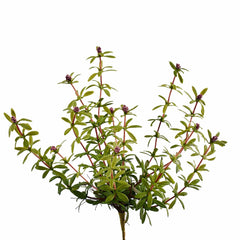 Pianta grassa con fiori finta: piante artificiali di qualità  - 231581,75