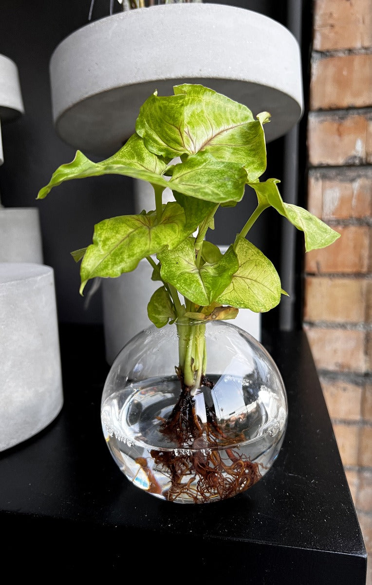 Syngonium in ampolla di vetro  - Syngonium-in-ampolla
