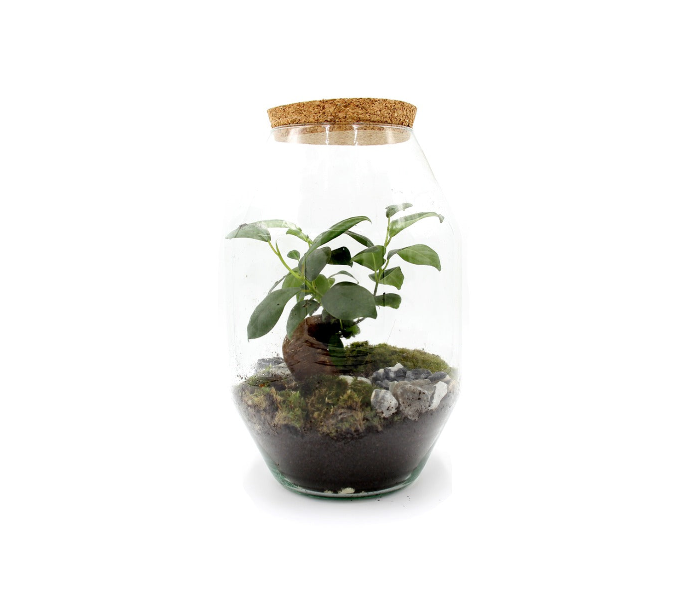 Terrarium Ginseng  - terrarium-ginseng