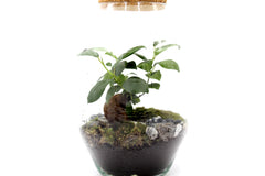 Terrarium Ginseng  - terrarium-ginseng