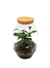 Terrarium Ginseng  - terrarium-ginseng