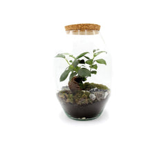 Terrarium Ginseng  - terrarium-ginseng