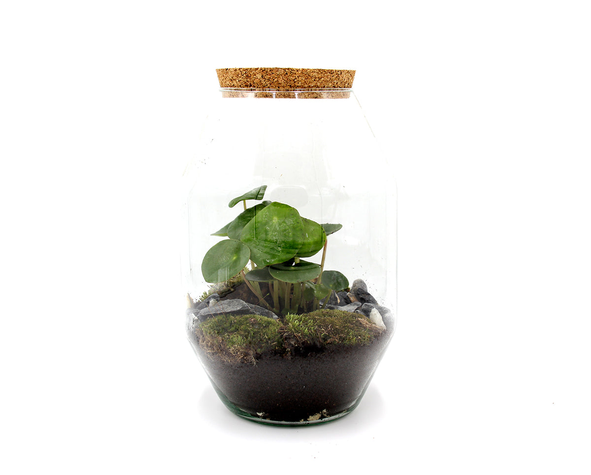 Terrarium Pilea  - terrarium-pilea
