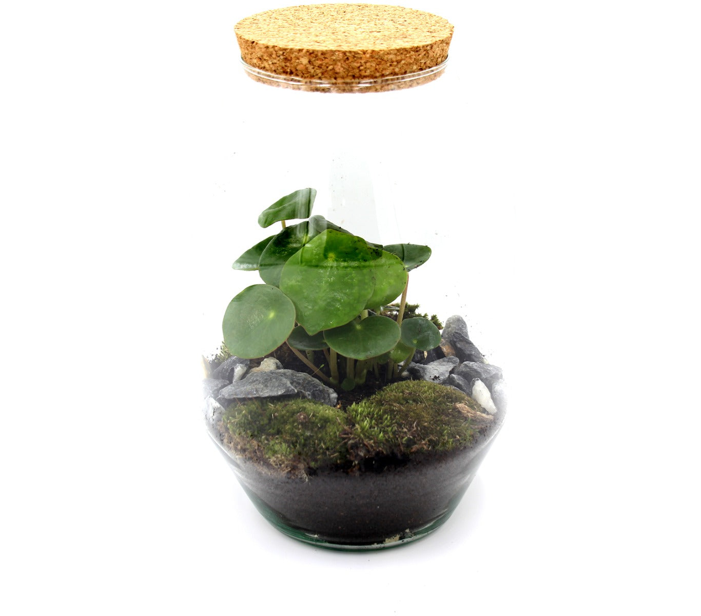 Terrarium Pilea  - terrarium-pilea