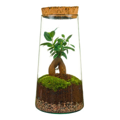 Terrarium Ginseng H30 D15 – Bonsai in Vetro con Tappo in Sughero Grezzo