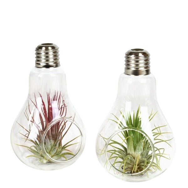Bomboniere green: Pianta di Tillandsia in lampadina di vetro - GLASS & GRASS BULB