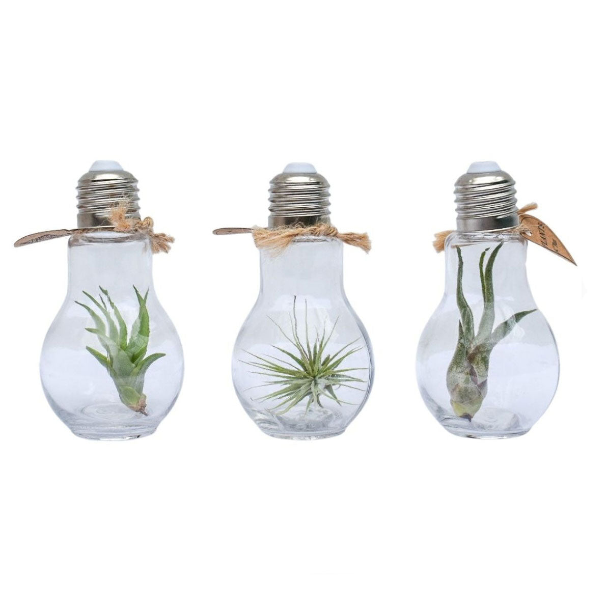 Bomboniera Eco Friendly | Mini Terrarium  Tillandsia  in Lampadina - HAR_J1W100