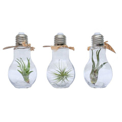 Bomboniera Eco Friendly | Mini Terrarium  Tillandsia  in Lampadina - HAR_J1W100
