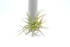 Cespuglio pianta Tillandsia: piante artificiali di qualità  - 230986,48