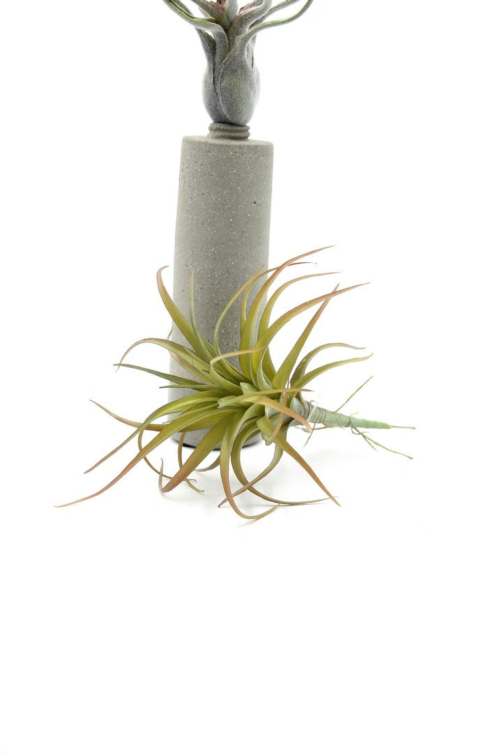 Cespuglio pianta Tillandsia: piante artificiali di qualità  - 230986,48