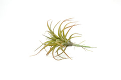 Cespuglio pianta Tillandsia: piante artificiali di qualità  - 230986,48