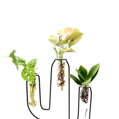 Mix Idro Cactus | Piante idroponiche in vasi di design Limited Edition  - idro-27582