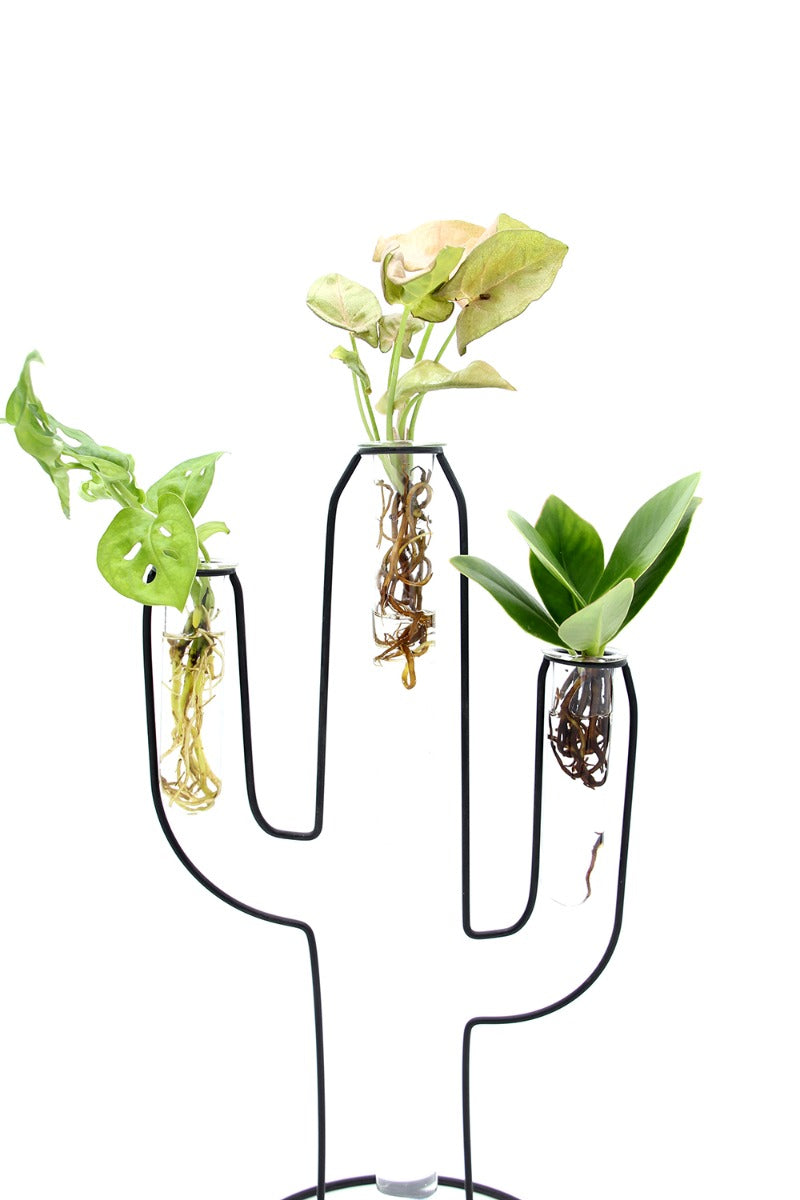 Mix Idro Cactus | Piante idroponiche in vasi di design Limited Edition  - idro-27582