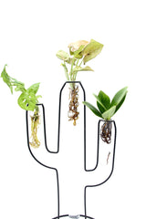 Mix Idro Cactus | Piante idroponiche in vasi di design Limited Edition  - idro-27582