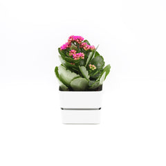 Vaso Veleta Bianco 9CM | Vasi di design in plastica colorata TERAPLAST - 08768009-311