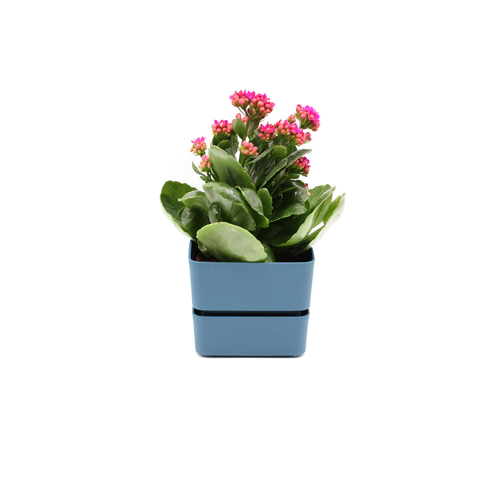 Vaso Veleta Denim 9CM | Vasi di design in plastica colorata TERAPLAST - 08768009-310