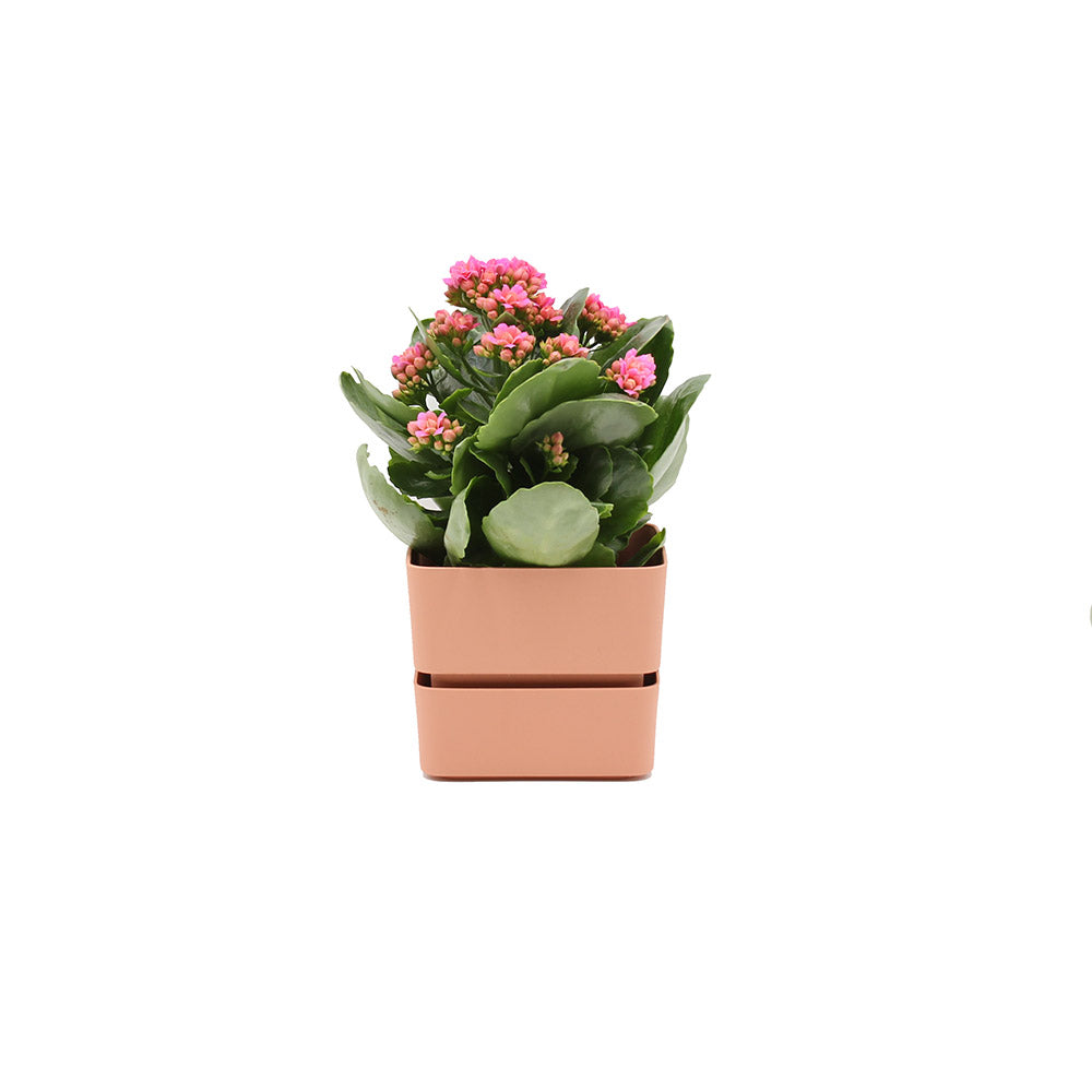 Vaso Veleta Rosa 9CM | Vasi di design in plastica colorata TERAPLAST - 08768009-312