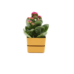 Vaso Veleta Curry 9CM | Vasi di design in plastica colorata TERAPLAST - 08768009-308