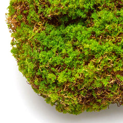 Muschio Zolla Decorativo H 11 x L 26 x P 16 cm – Verde Naturale