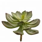 Aeonium: piante artificiali di qualità 