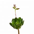 Pianta artificiale di Aeonium con fiore : Piante succulente artificali