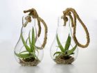 Bomboniere green: Pianta di Tillandsia in lampadina di vetro con corda