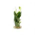 Spatifillo idro in cilindro di vetro : Piante verdi da appartamento in acqua