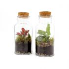 Mini Terrarium in bottiglia