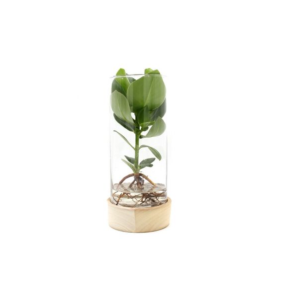 Clusia Idroponica in vaso su base di legno a LED