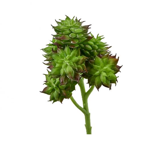 Sempervivum: piante artificiali di qualità 