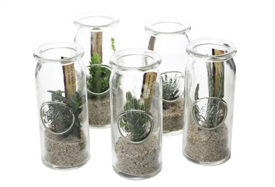 Bomboniere green: Mix piantine grasse in barattolo di vetro
