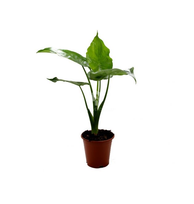 Alocasia Cuculata : Piante verdi da appartamento