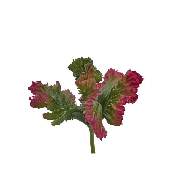 Euphorbia Crestata Artificiale