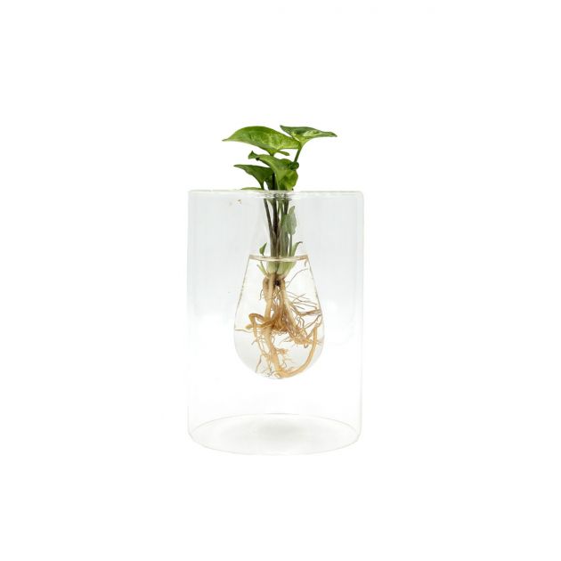 Syngonium idroponico in vaso design vetro